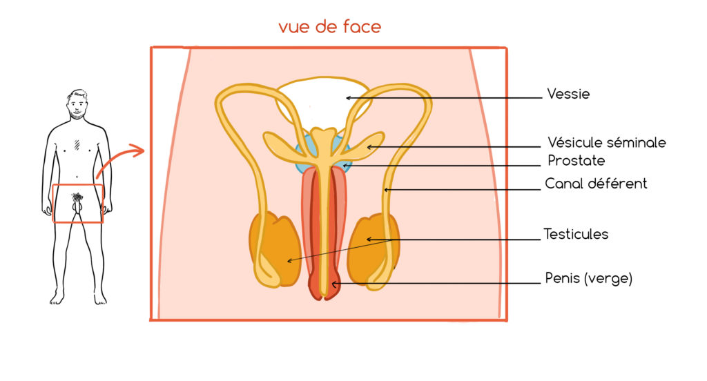 schéma de l'appareil reproducteur masculin vu de face, appareil génital, sexe
vessie, vésicules séminales, prostate, canal déférent, testicules, penis
