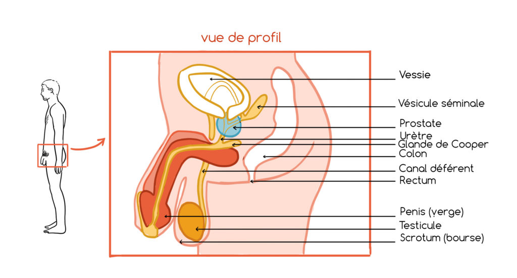 schéma de l'appareil reproducteur masculin vue de profil, appareil génital, sexe
vessie, vésicules séminales, prostate, canal déférent, testicules, penis, urètre, colon, rectum, glande de cooper