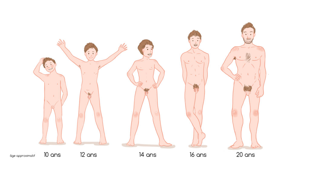 stade de la puberté chez le garçon avec les âges approximatifs
