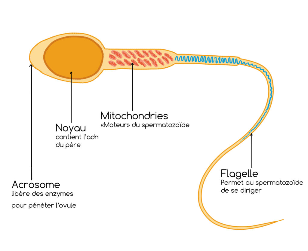 coupe d'un spermatozoïde, gamète mâle, appareil reproducteur masculin
noyau, acrosome, mithochondrie, flagelle
