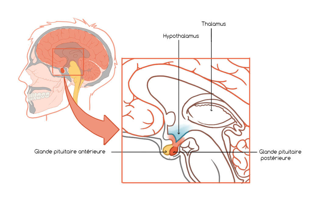 hypothalamus, hypophyse, cerveau, tête