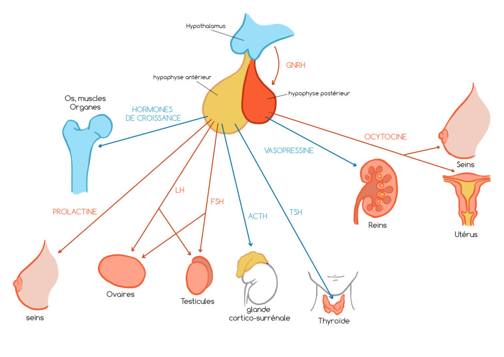 hypophyse et hormones sécrétion hormones de croissances organes prolactine seins lh fsh ovaires testicules acth glande surrénales thyroïde tsh reins vasopressine ocytocine utérus 